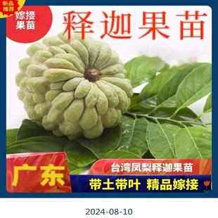 正宗大果台湾凤梨释迦果树苗高产嫁接番荔枝苗番鬼荔枝苗南方盆栽