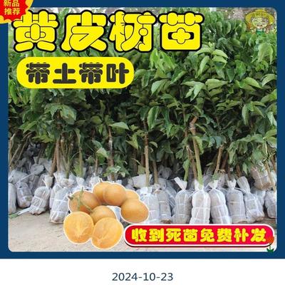 广东正宗嫁接黄皮果苗大鸡心无核黄皮甜水果树苗南方庭院盆栽果苗