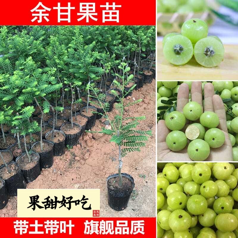正宗嫁接甜油甘果树苗高产大果余甘果树苗柿饼油甘果树苗四季可栽