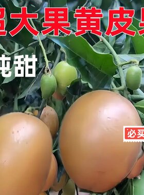 正宗大果高产鸡心黄皮嫁接果树苗南方庭院种植纯甜黑金无核黄皮苗