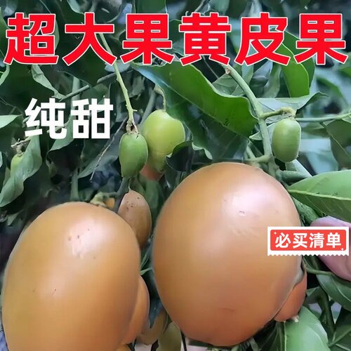 正宗大果高产鸡心黄皮嫁接果树苗南方庭院种植纯甜黑金无核黄皮苗