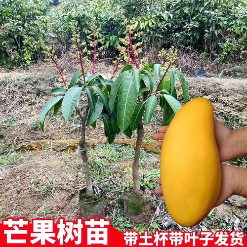正宗嫁接凯特香甜多汁芒果树苗贵妃芒果苗带土高产大果金煌芒果苗