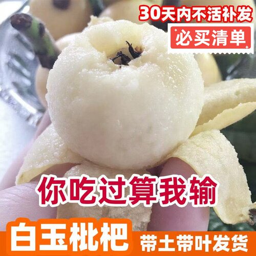 正宗嫁接大果高产大五星枇杷苗阳台庭院种植白玉无核枇杷果苗原土