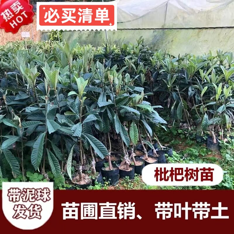 正宗嫁接大果高产大五星枇杷苗南方北方种植白玉枇杷果苗原土原杯图片