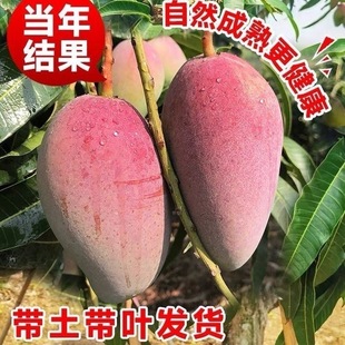 广东正宗嫁接凯特香甜多汁芒果树苗苗南方盆栽高产大果金煌芒果苗