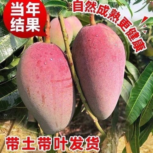 广东正宗嫁接凯特香甜多汁芒果树苗苗南方盆栽高产大果金煌芒果苗