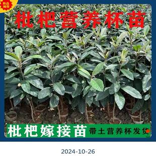 正宗嫁接枇杷苗大五星特大无核南方北方种植白玉枇杷树苗带叶发货