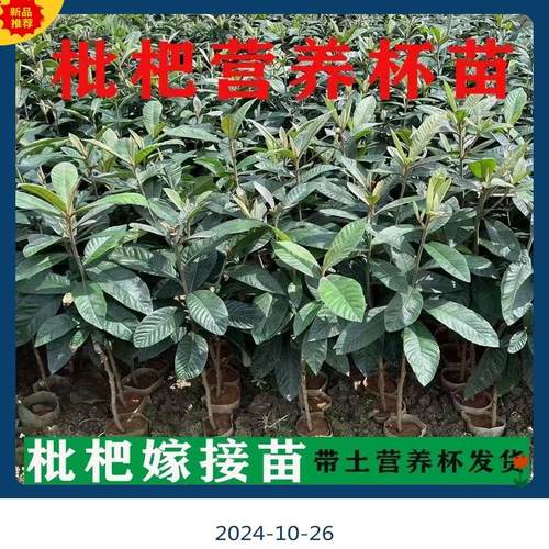 正宗嫁接枇杷苗大五星特大无核南方北方种植白玉枇杷树苗带叶发货