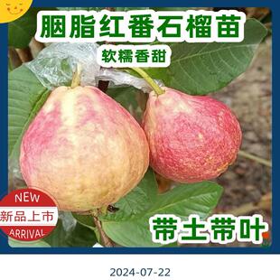 广东正宗嫁接四季大果珍珠白心番石榴红心胭脂红软糯香甜芭乐果苗