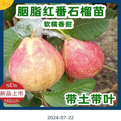 广东正宗嫁接四季大果珍珠白心番石榴红心胭脂红软糯香甜芭乐果苗