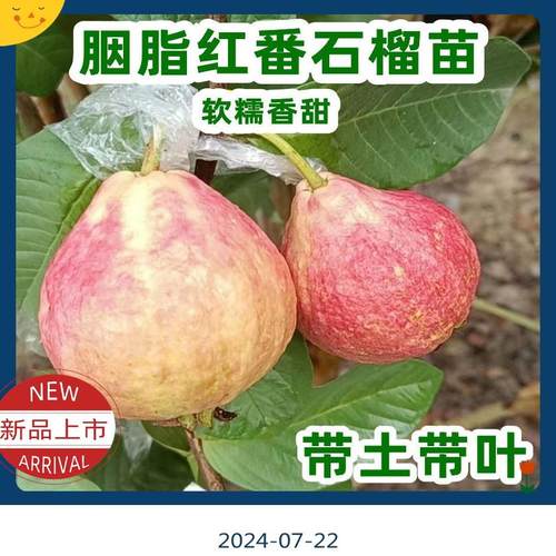 广东正宗嫁接四季大果珍珠白心番石榴红心胭脂红软糯香甜芭乐果苗