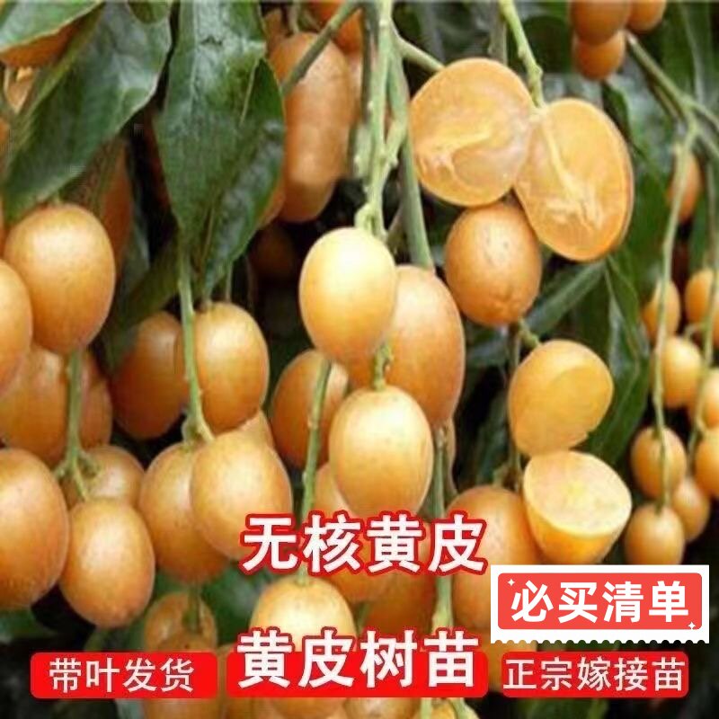 正宗大果高产鸡心黄皮苗南方阳台种植黑金嫁接无核黄皮果树苗好养