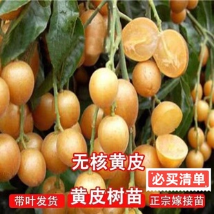正宗大果高产鸡心黄皮苗南方阳台种植黑金嫁接无核黄皮果树苗好养