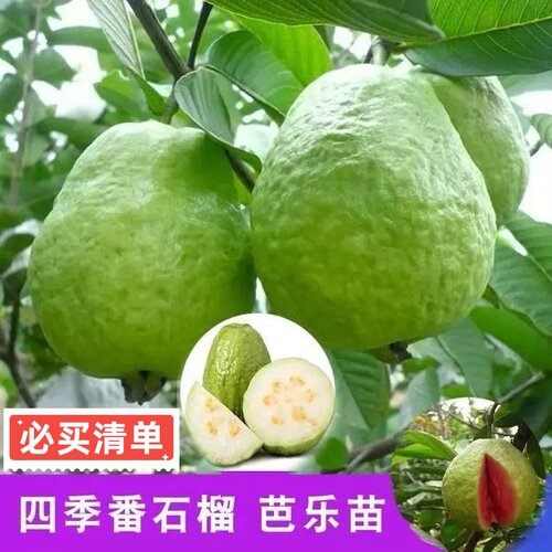 正宗嫁接四季大果珍珠白心番石榴苗红心无籽红宝石芭乐苗广东发货