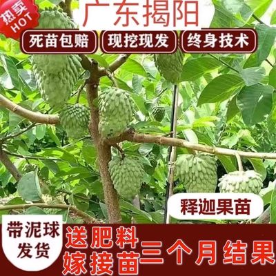 释迦果苗树嫁接台湾凤梨释迦南方牛奶释迦番荔枝水果苗庭院种植