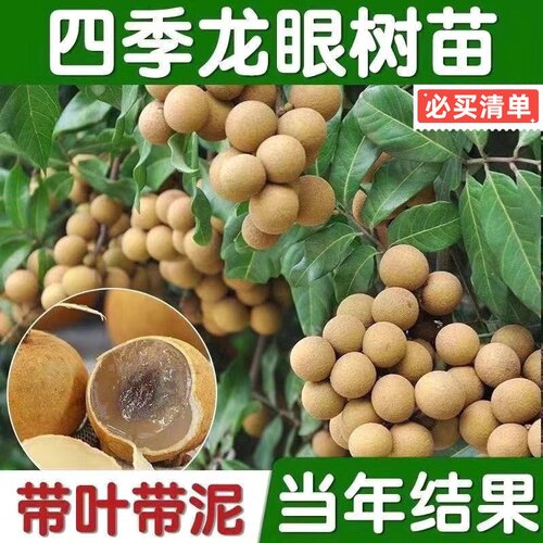 正宗嫁接龙眼果树苗储良龙眼苗南方庭院种植好养易活石峡龙眼果苗