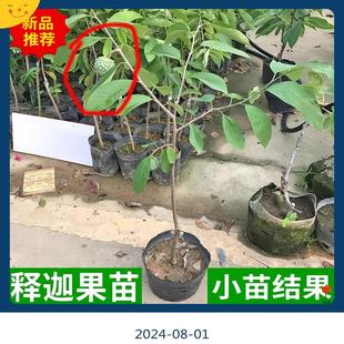 正宗释迦果苗树嫁接大果台湾凤梨释迦摩尼果树苗适合南方庭院盆栽