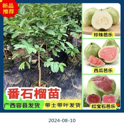 广东正宗高产番石榴广东发货嫁接红宝石芭乐珍珠白心番石榴苗带土