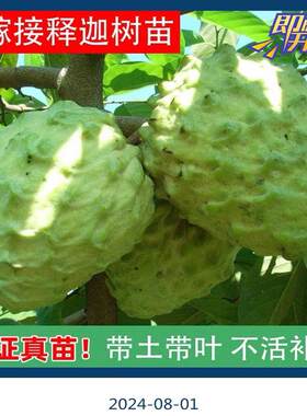 正宗释迦果苗树嫁接大果台湾凤梨释迦高产蜜红释迦摩尼果树苗庭院