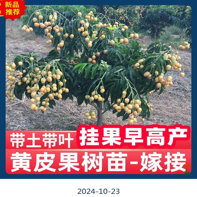 广东正宗贵妃黄皮果苗南方种植果苗嫁接无核黄皮果树苗带土带叶发