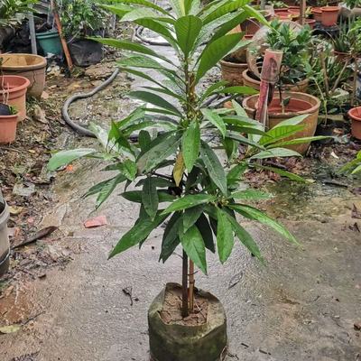 广东正宗嫁接耀堂仙桃果树苗蛋黄果苗南方庭院阳台种植鸡蛋果树苗