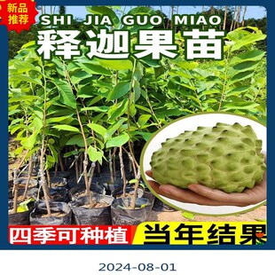 新品蜜红释迦果树苗南方种植嫁接高产大果台湾凤梨释迦摩尼果树苗