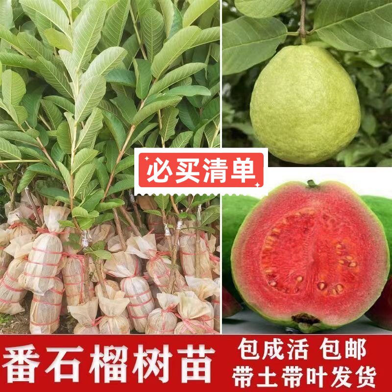 正宗嫁接珍珠番石榴果树苗南方庭院阳台种植四季红心红宝石芭乐苗图片