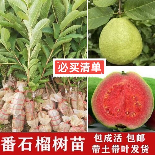 正宗嫁接珍珠番石榴果树苗南方庭院阳台种植四季红心红宝石芭乐苗