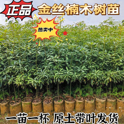 正宗名贵四川金丝楠木树苗南北方种植小叶金丝楠木苗名贵苗木常青