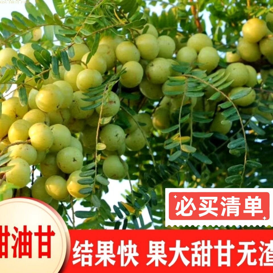 正宗嫁接甜种油甘果树苗余甘子果苗柿饼油甘果苗南方庭院种植果苗
