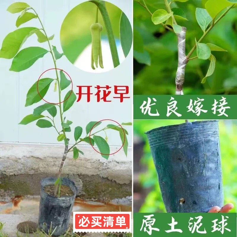 正宗嫁接新品AP释迦果树苗台湾大果高产凤梨释迦果苗阳台庭院种植图片