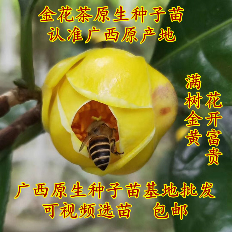 广西十万金花防普精挑细选茶苗
