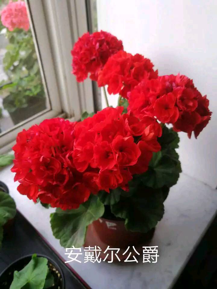 重瓣天竺葵 安斯代尔公爵小苗无分枝 阳台花卉盆栽绣球海棠四季