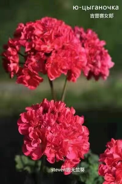 重瓣天竺葵 直立吉普赛女郎小苗 阳台花卉盆栽绣球海棠四季开花图片