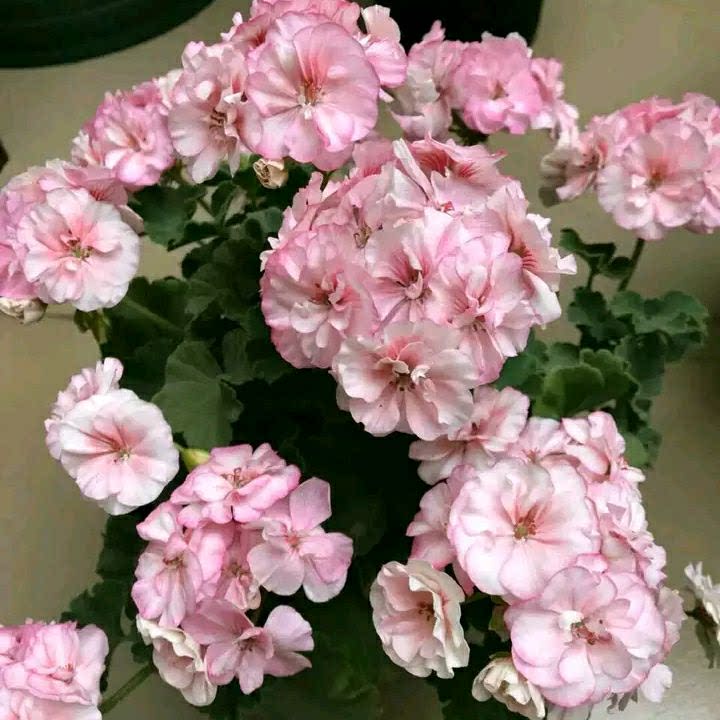 国王 重瓣天竺葵大花球 阳台花卉盆栽绣球海棠四季开花室内