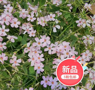 四季盆栽庭院植物阳台开花幸运草