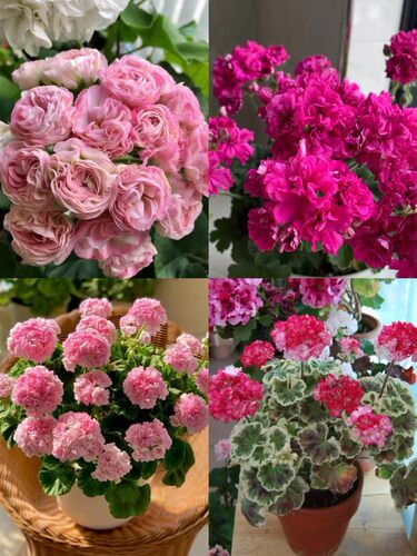 绣球海棠四季开花天竺葵直立品种