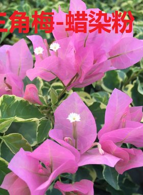 爬藤品种三角梅勤花品种