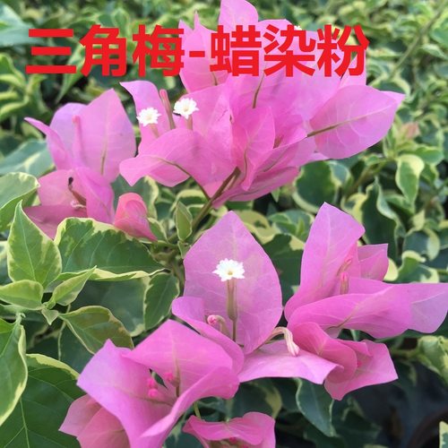 爬藤品种三角梅勤花品种