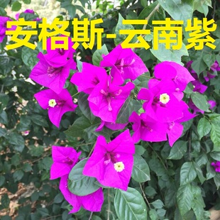 勤花安格斯三角梅爬藤植物七彩盆栽带花盆客厅庭院四季开花包邮