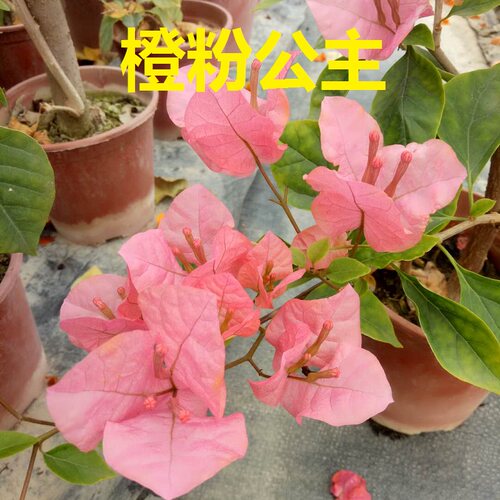 勤花品种爬藤品种三角梅四季开花