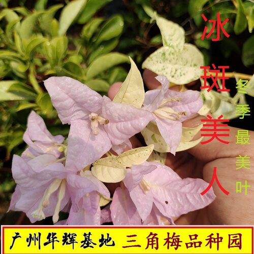 冰斑美人新品三角梅苗扦插苗鲜花爬藤盆栽植物阳台种植四季开花