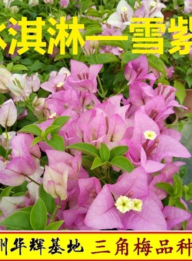 绿叶雪紫三角梅盆栽带花梅花盆景爬藤植物冬季四季开花新款包邮