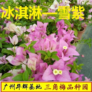 绿叶雪紫三角梅盆栽带花梅花盆景爬藤植物冬季四季开花新款包邮
