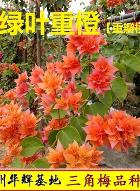 勤花重瓣橙三角梅盆栽带花梅花盆景爬藤植物冬季四季开花新款包邮