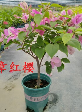 爬藤品种三角梅四季开花勤花