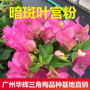 勤花暗斑宫粉三角梅爬藤植物盆栽带花盆客厅庭院四季开花新款包邮