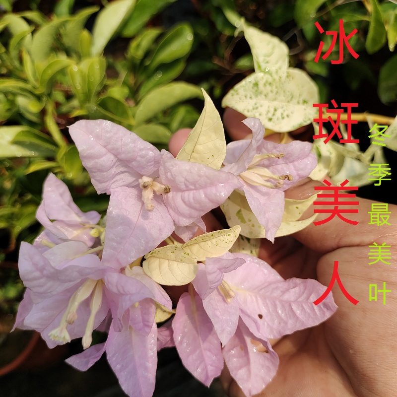 四季开花爬藤品种三角梅勤花新品