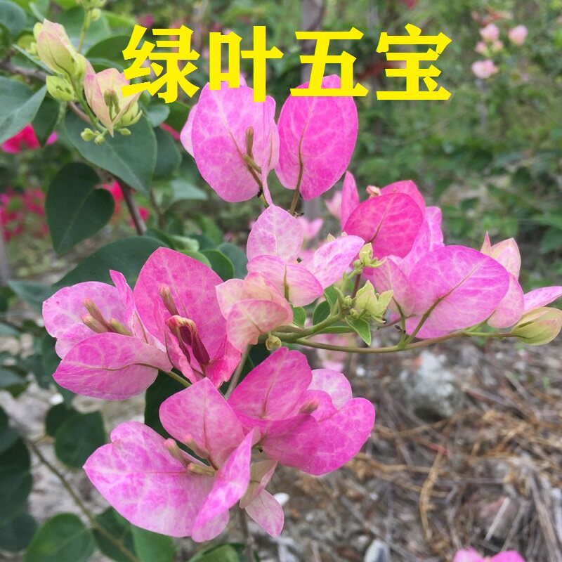 勤花绿叶五宝三角梅爬藤植物盆栽带花盆客厅庭院四季开花新款包邮