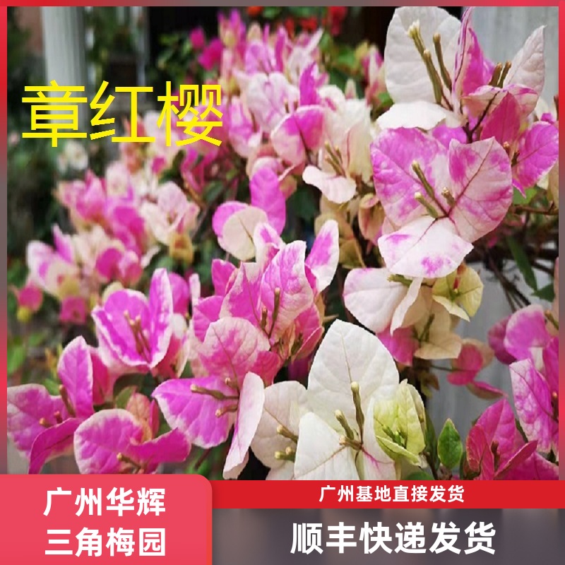 勤花百变漳红樱 三角梅爬藤植物盆栽带花盆庭院四季开花新款包邮